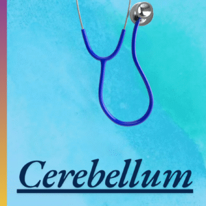 Cerebellum